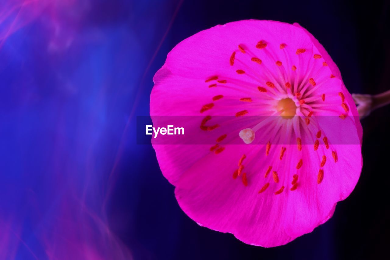 CLOSE-UP OF PINK FLOWER WITH PURPLE PETALS