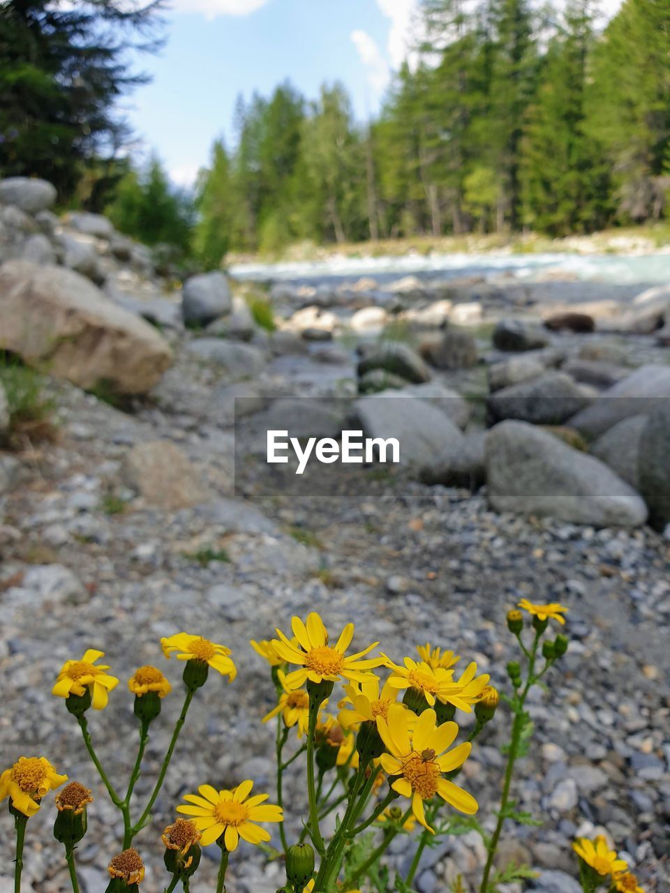 CLOSE-UP OF YELLOW FLOWERING PLANTS ON LAND
