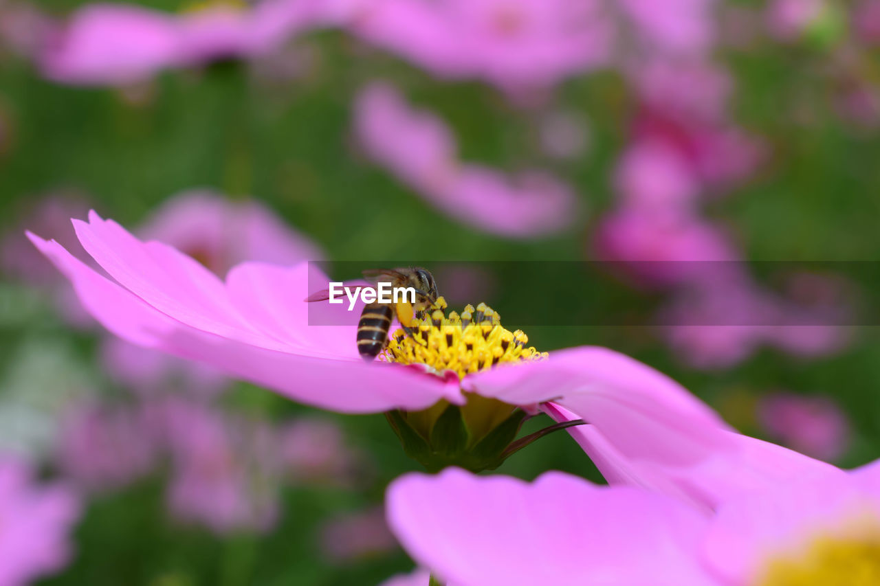 CLOSE-UP OF HONEY BEE POLLINATING ON PINK FLOWER