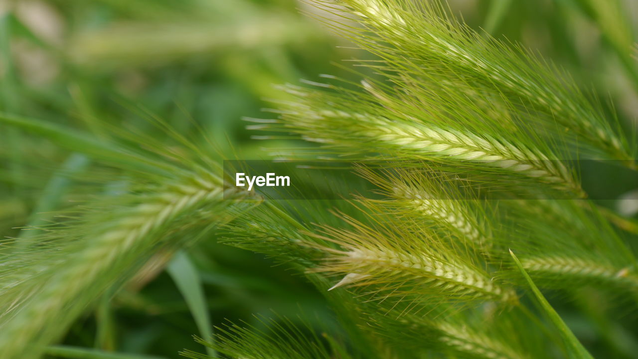 Close-up of unripe green cereal plants on field