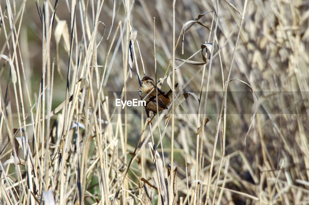 grass, plant, animal themes, animal, wildlife, animal wildlife, one animal, no people, nature, day, focus on foreground, bird, growth, dry, beauty in nature, prairie, branch, outdoors, close-up, flower, perching, selective focus, land, field