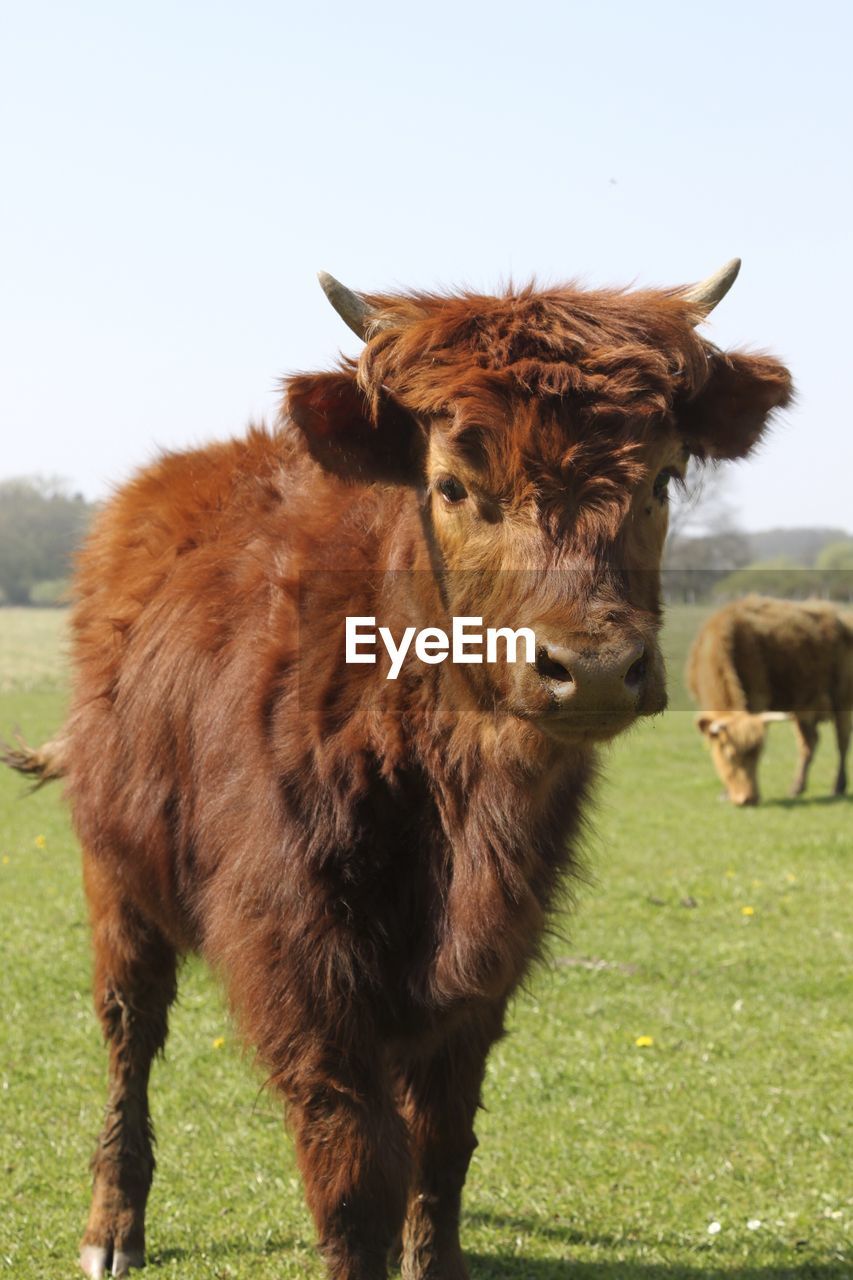 COW STANDING ON FIELD AGAINST SKY