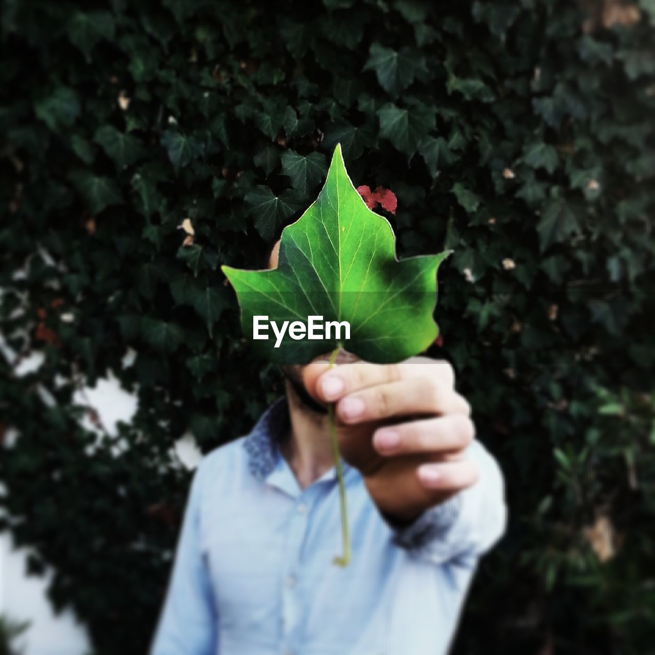 Close-up of human hand holding leaf in park