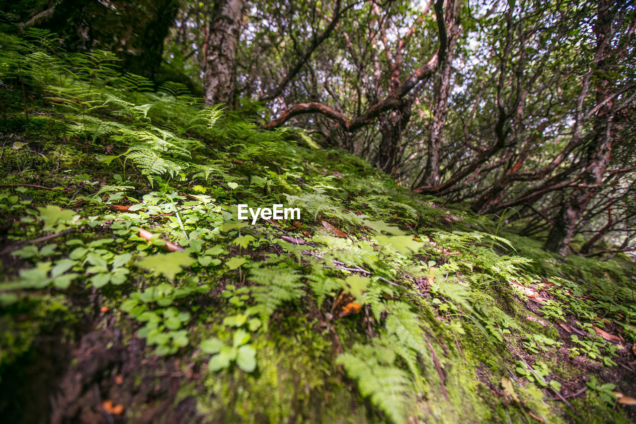 TREES AND PLANTS GROWING IN FOREST