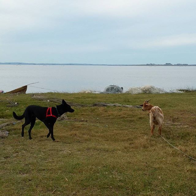 DOG STANDING ON GRASSY FIELD