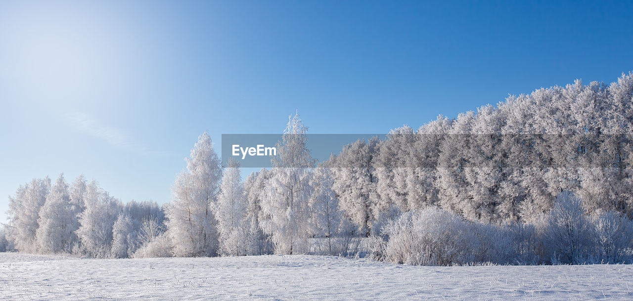 trees on snow covered landscape against clear sky