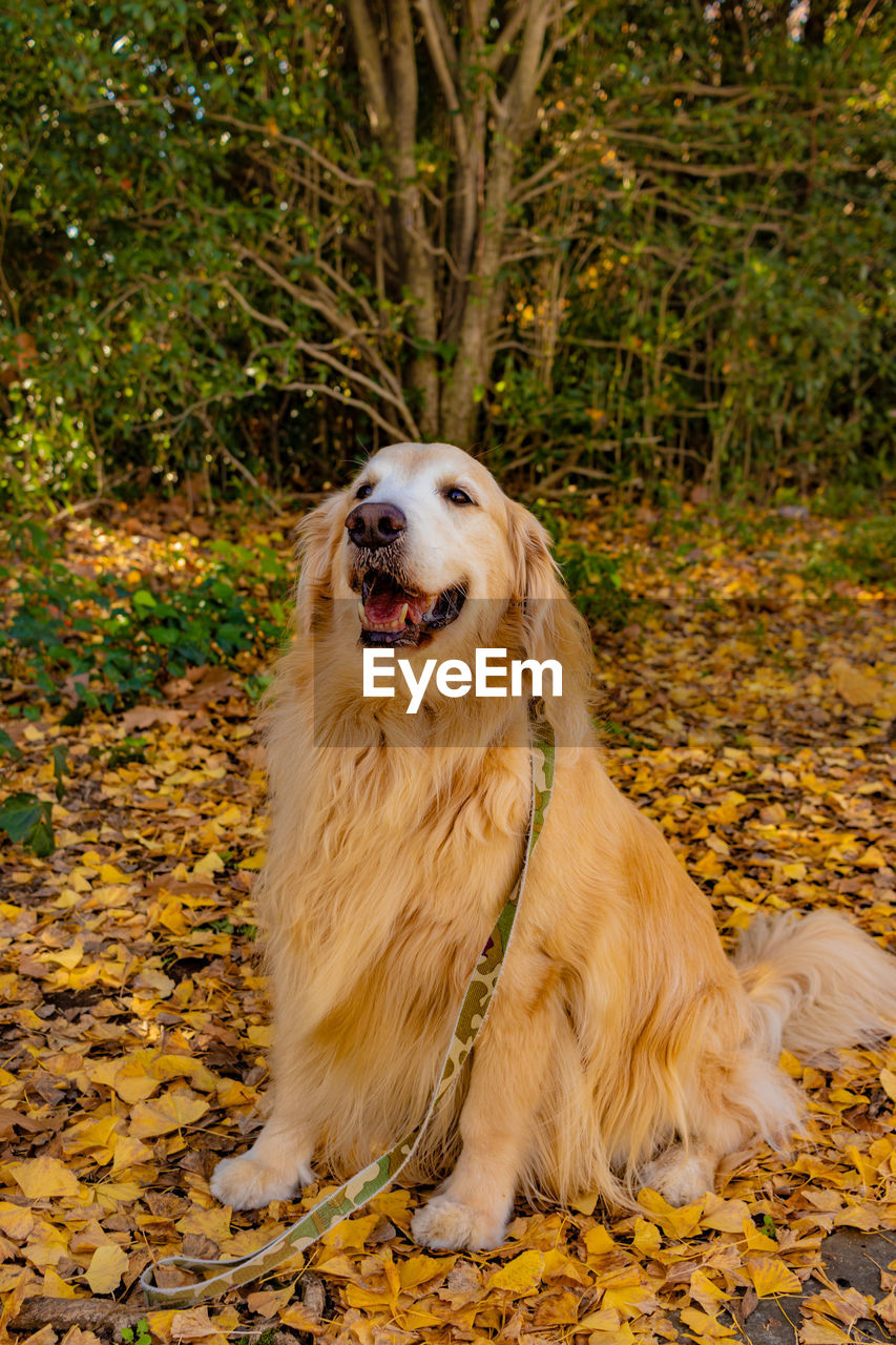 animal themes, pet, animal, one animal, mammal, canine, dog, domestic animals, golden retriever, leaf, plant part, autumn, nature, retriever, no people, sitting, plant, portrait, land, tree, outdoors, facial expression, forest, purebred dog, animal body part