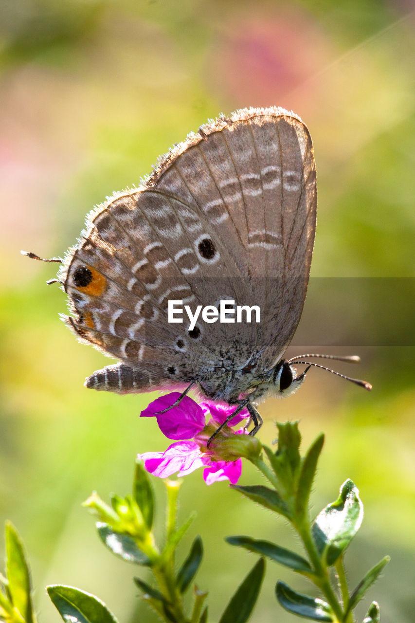 CLOSE-UP OF BUTTERFLY POLLINATING ON PURPLE FLOWER