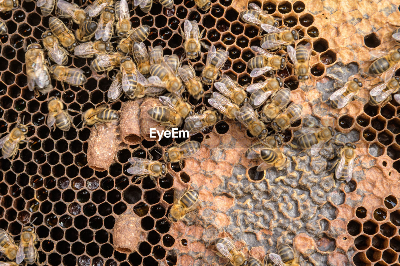 Queen bee cones in honeycomb