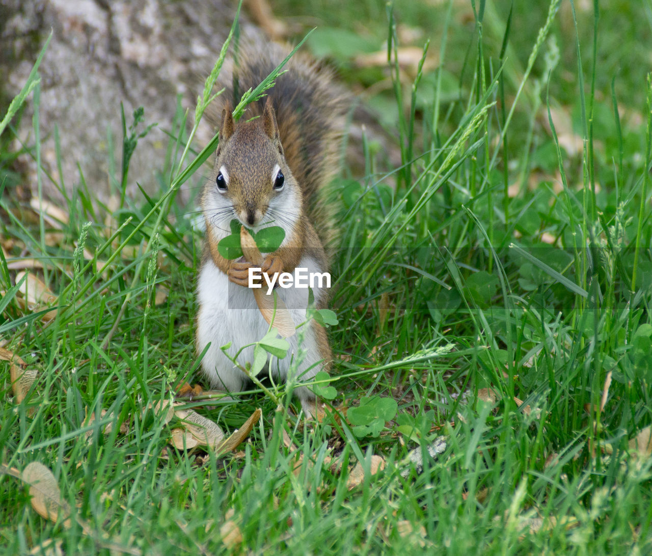 SQUIRREL ON GRASS