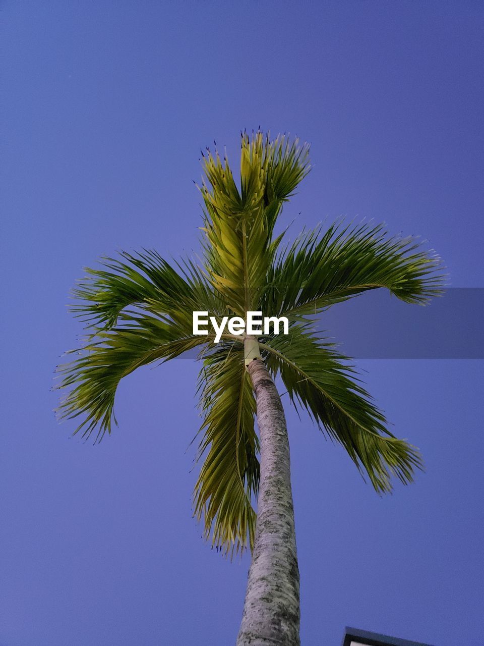 LOW ANGLE VIEW OF PALM TREE AGAINST CLEAR BLUE SKY