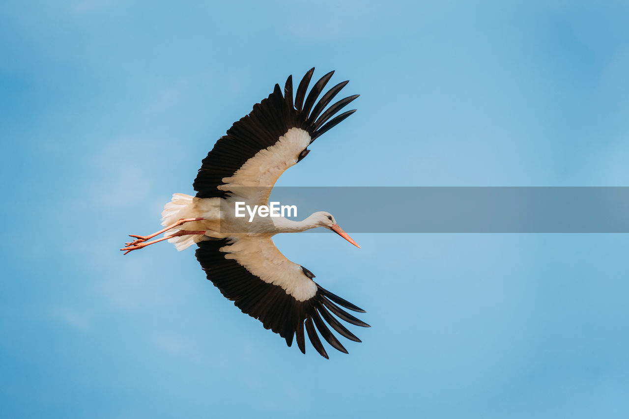 low angle view of bird flying in sky