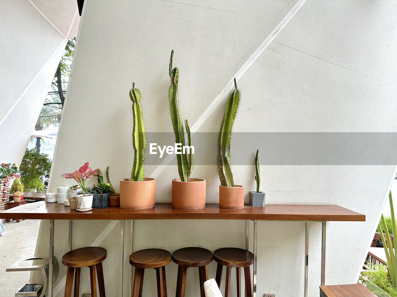 Potted plant on table