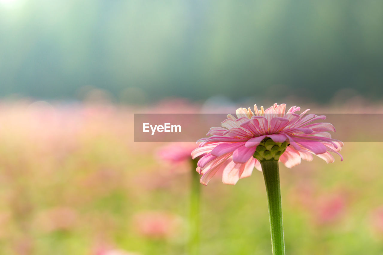 Close-up of pink flowering plant on field