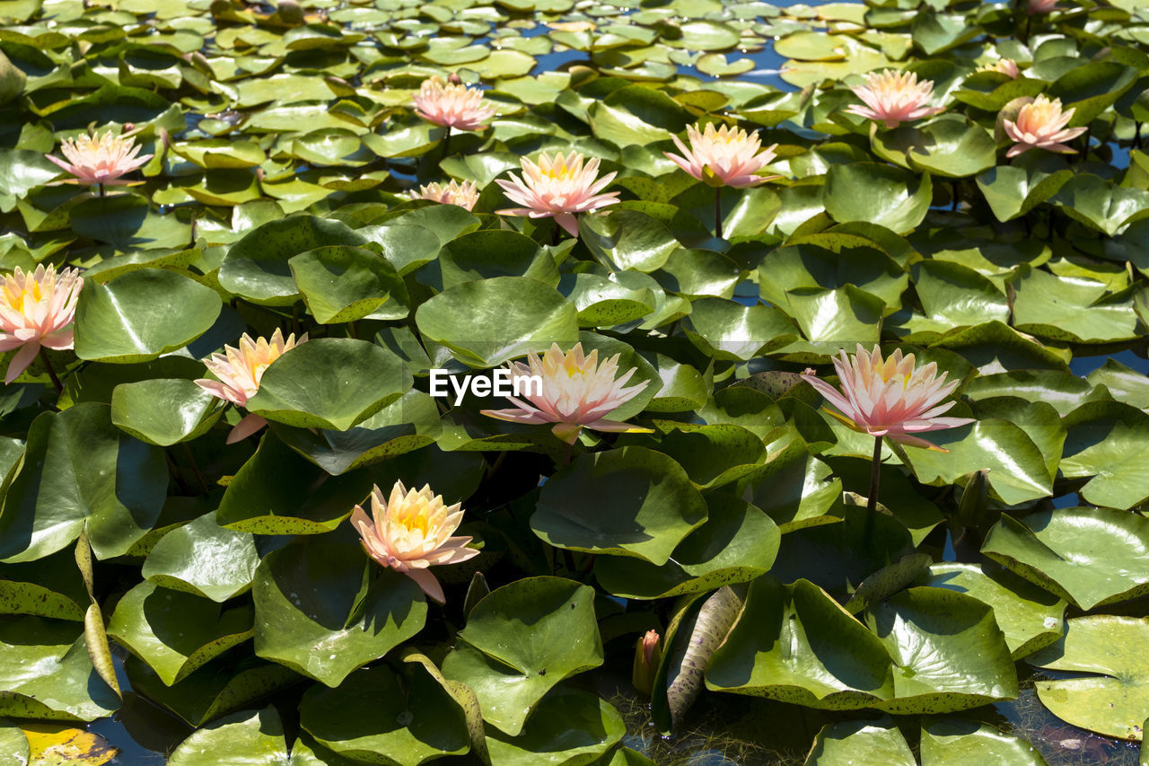 HIGH ANGLE VIEW OF LOTUS WATER LILY IN BLOOM