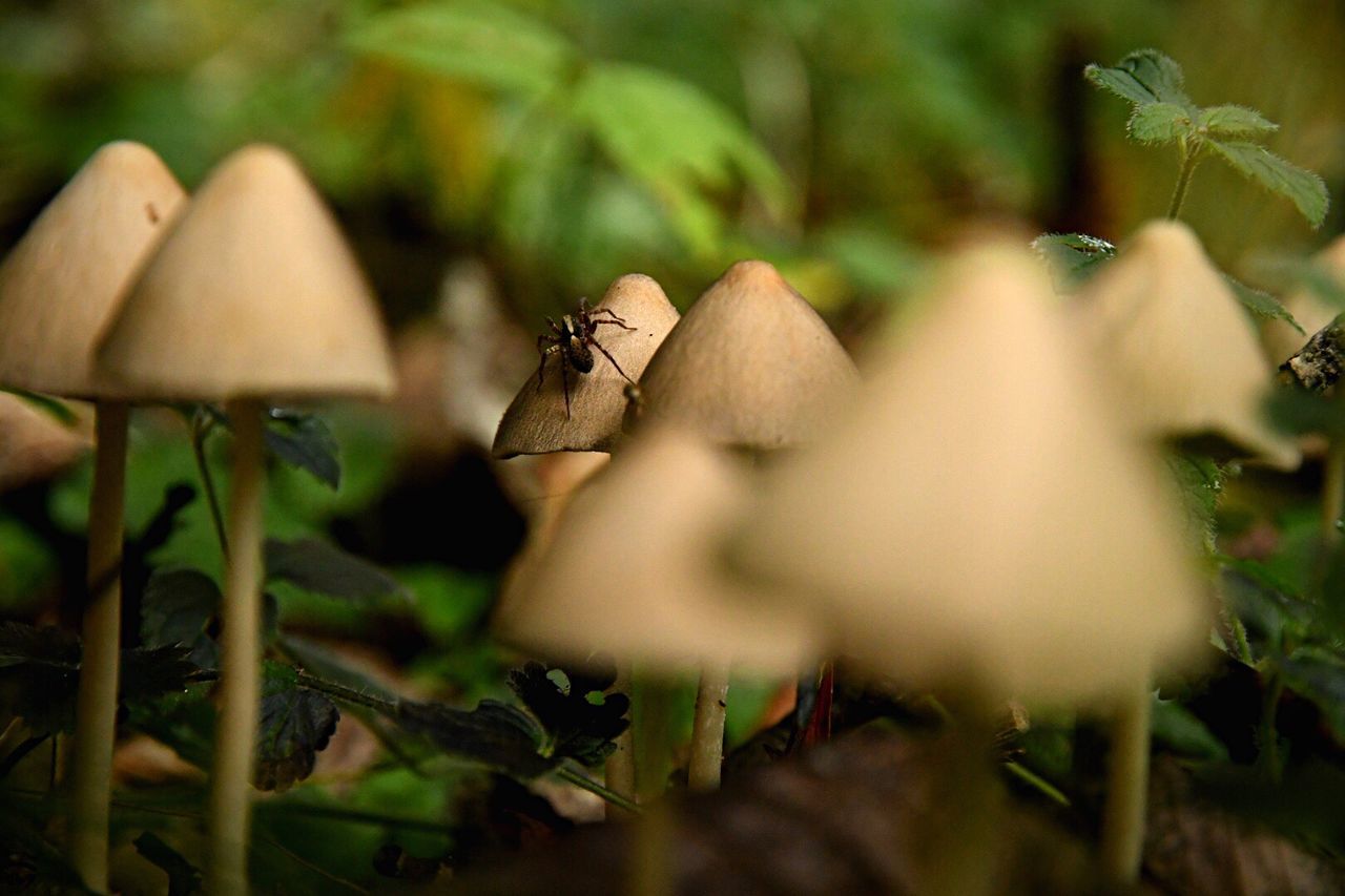 Close-up of mushrooms growing