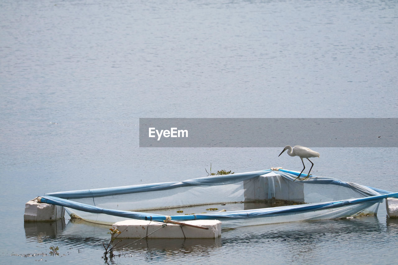 water, vehicle, nautical vessel, transportation, boat, animal, bird, sea, animal themes, no people, animal wildlife, mode of transportation, wildlife, day, nature, boating, moored, outdoors, watercraft