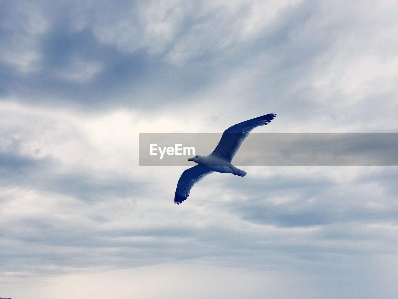 LOW ANGLE VIEW OF SWAN FLYING AGAINST SKY