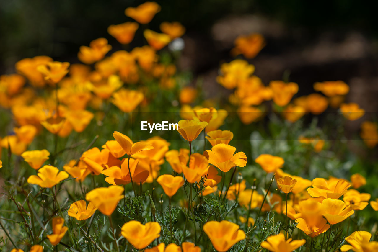 Close-up of yellow flowering plants on field
