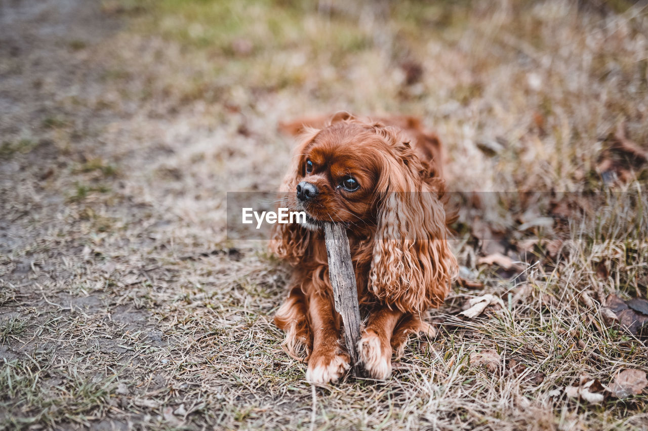 Portrait of dog on field