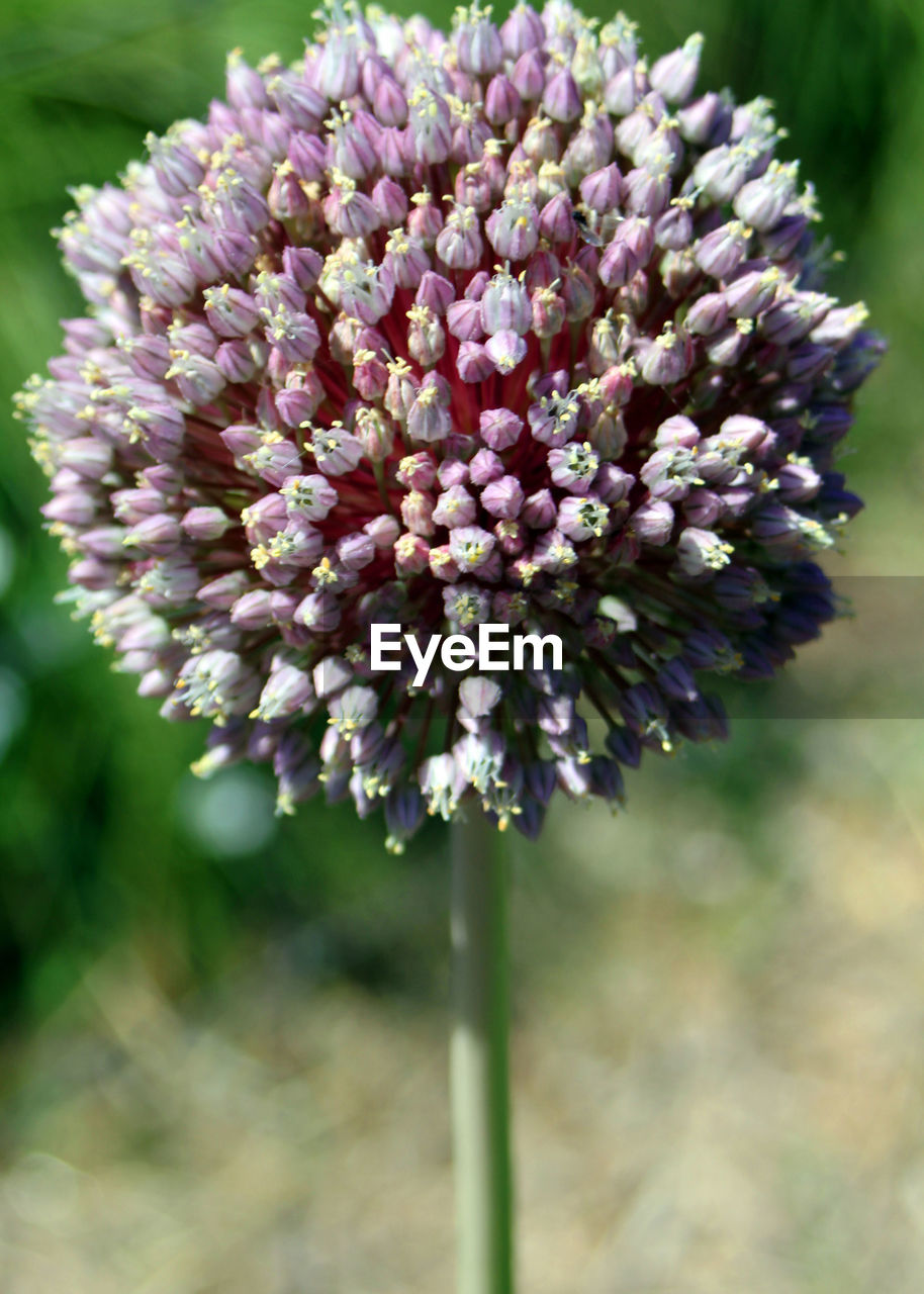 CLOSE-UP OF FLOWER