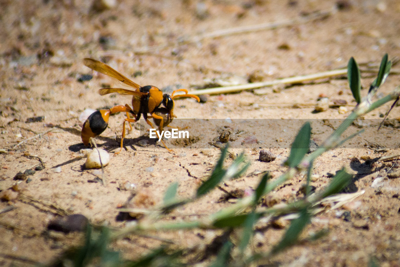 CLOSE-UP OF ANT ON GROUND