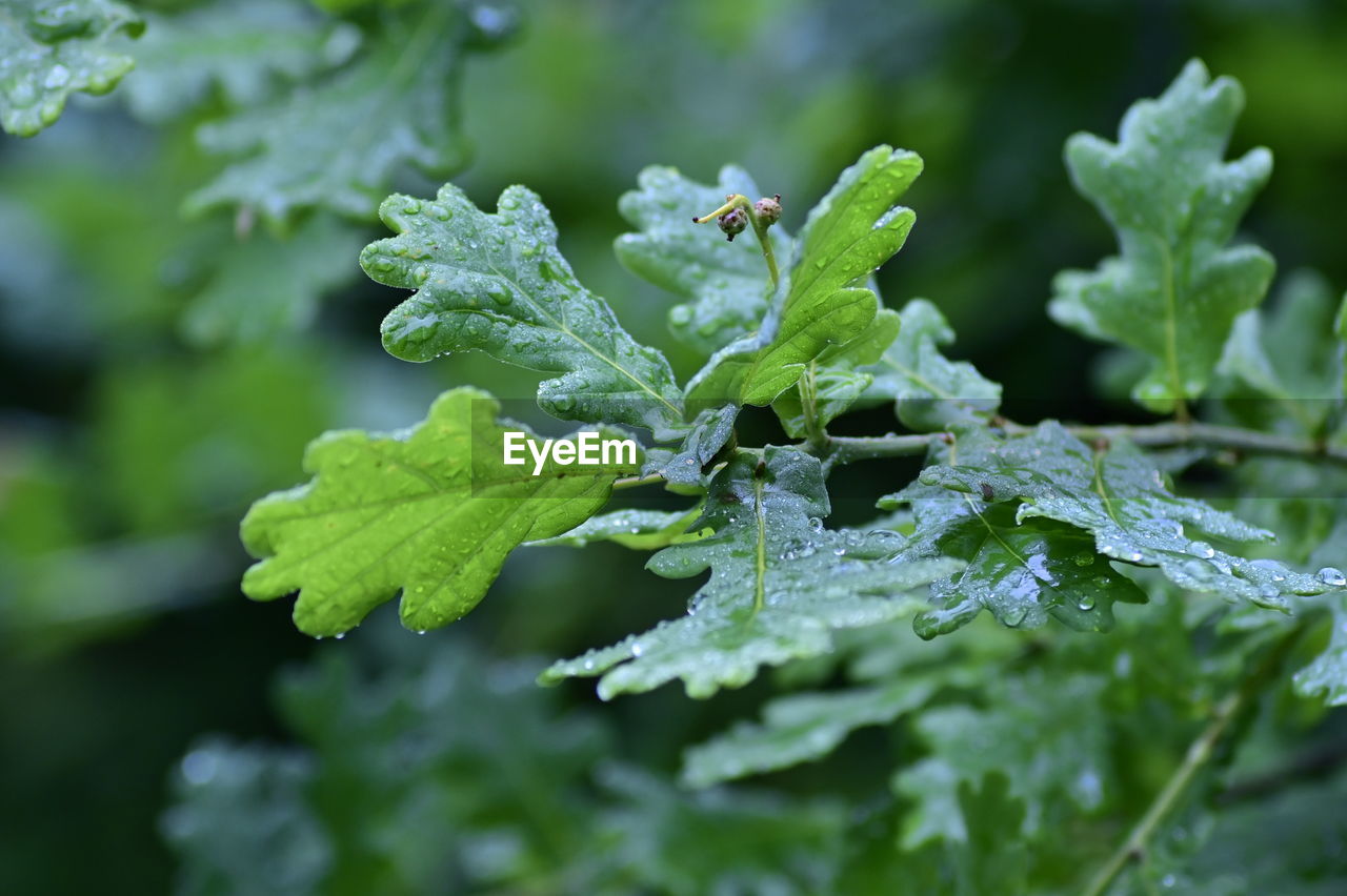 Close-up of wet leaves