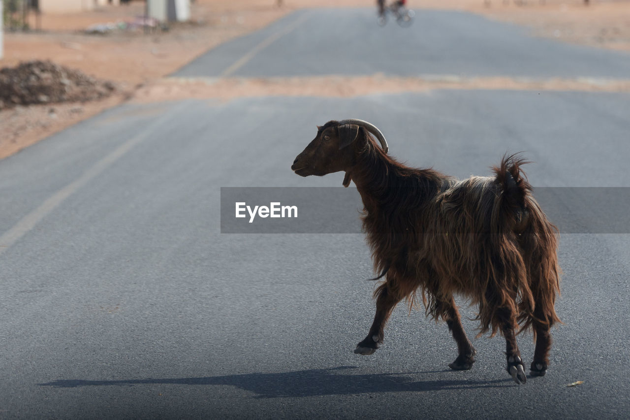 Side view of goat walking on road