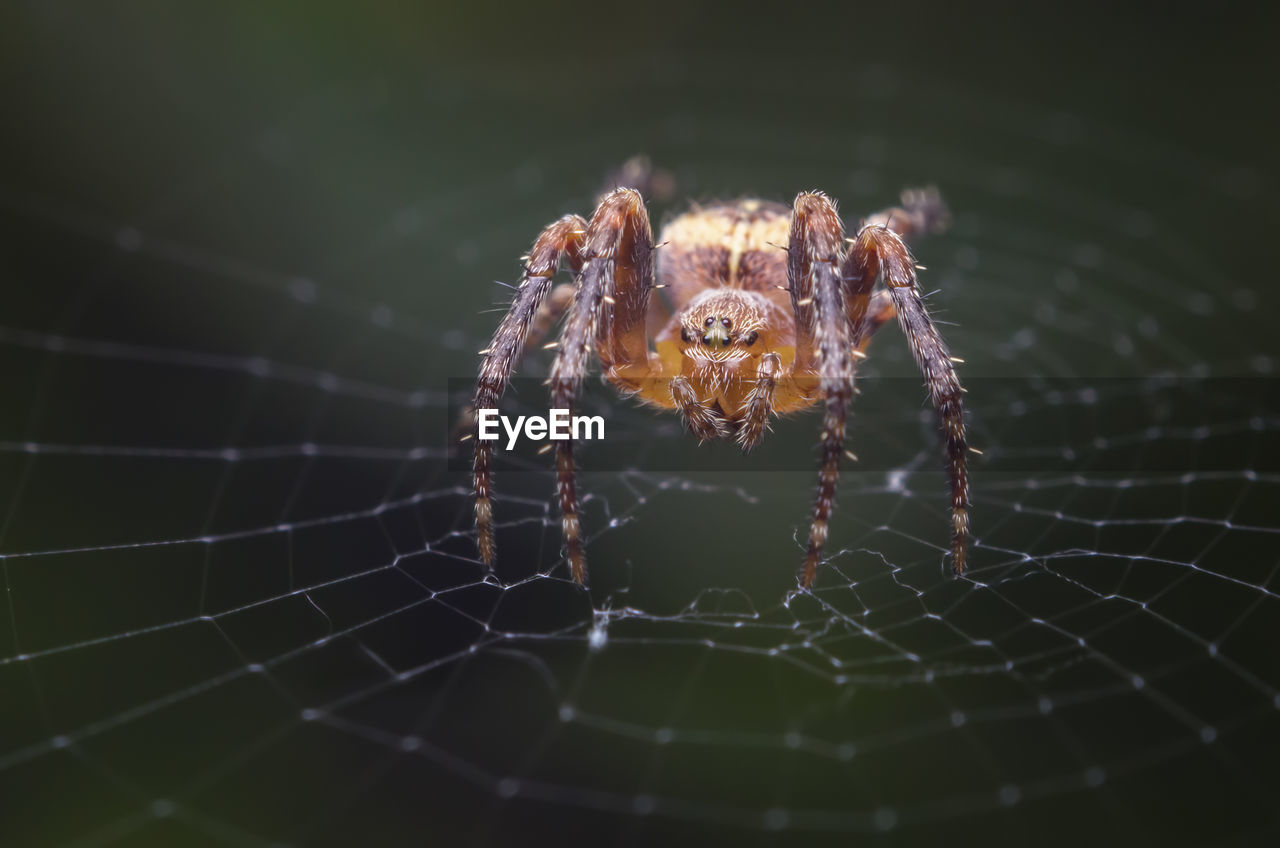 Close-up of spider on web