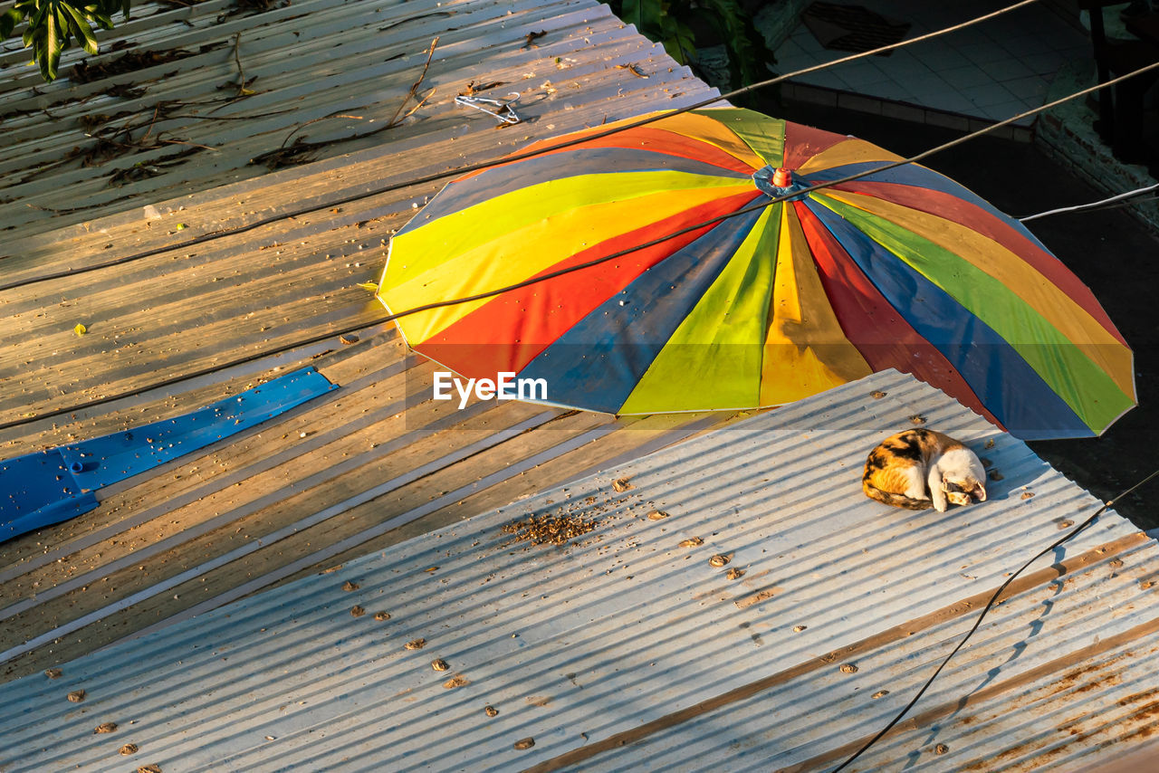 HIGH ANGLE VIEW OF A DOG ON WOODEN FLOOR