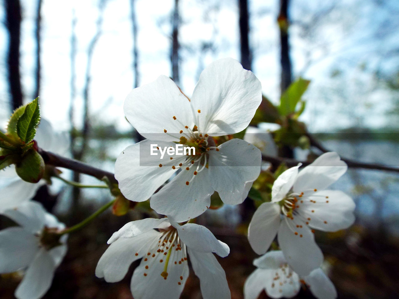 Back lit forest blossom