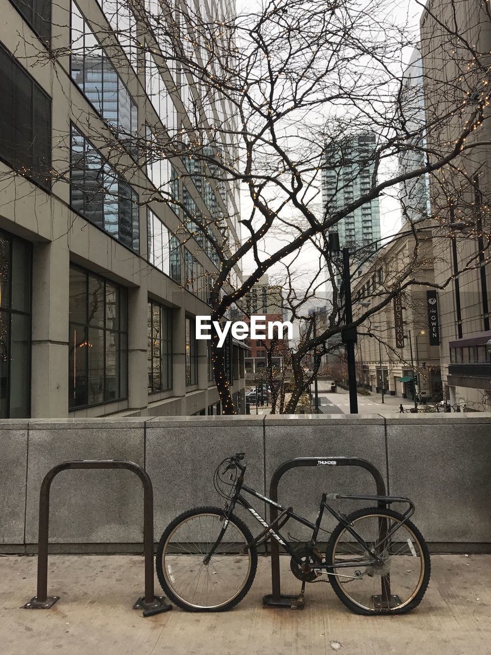 BICYCLE ON BARE TREE