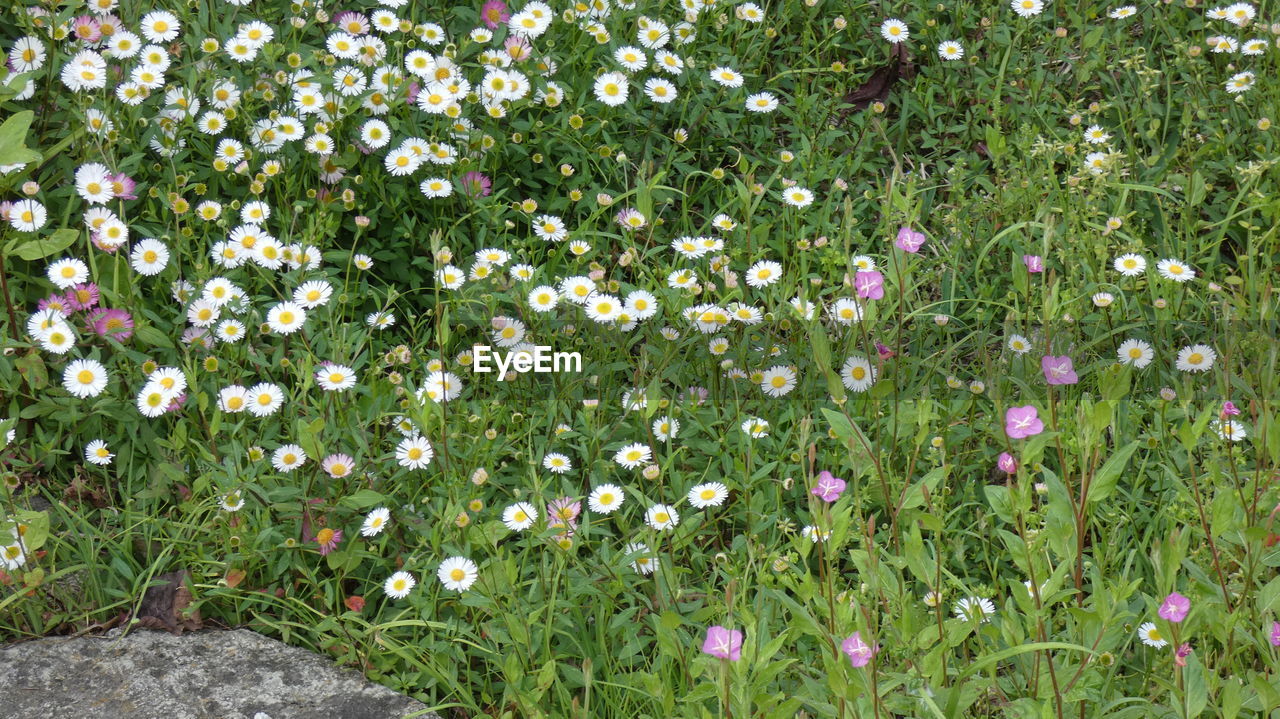 FLOWERS IN MEADOW