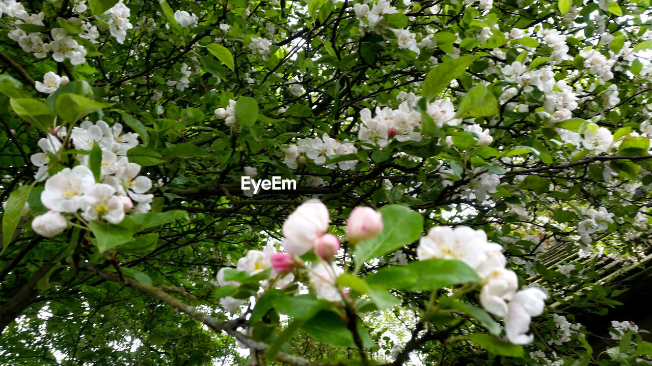 LOW ANGLE VIEW OF WHITE FLOWERS