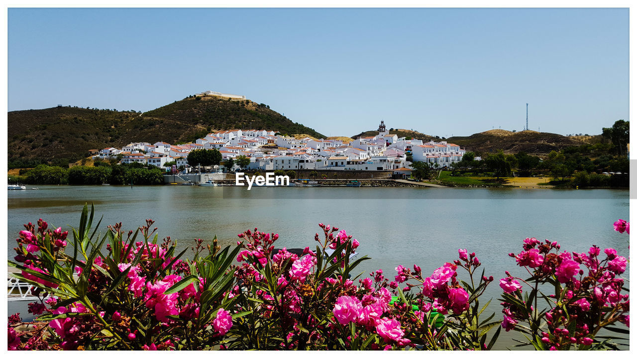 Flowers blooming by seaside with residential buildings in background