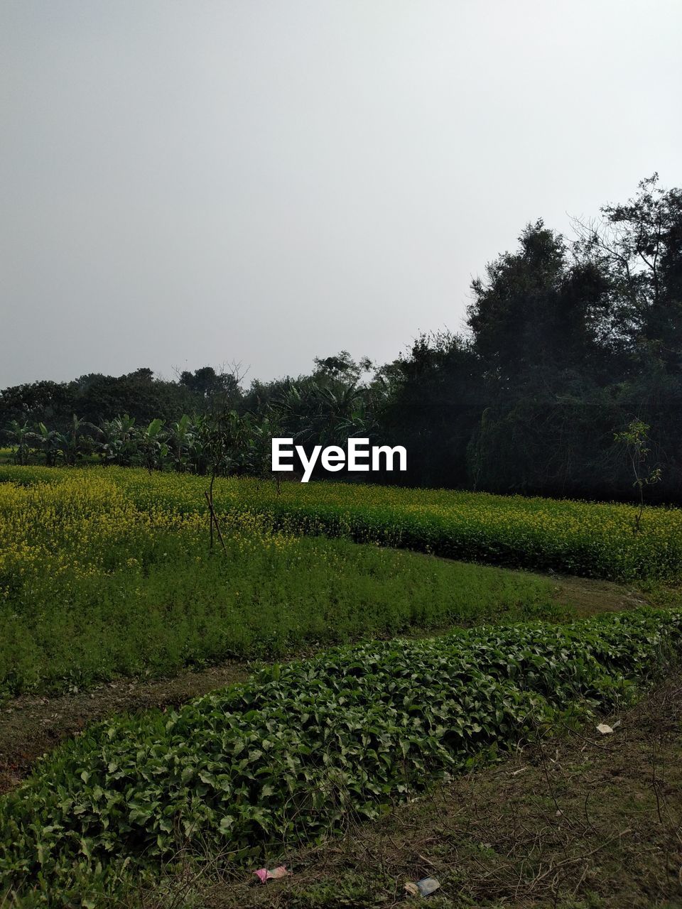 SCENIC VIEW OF FARM AGAINST SKY