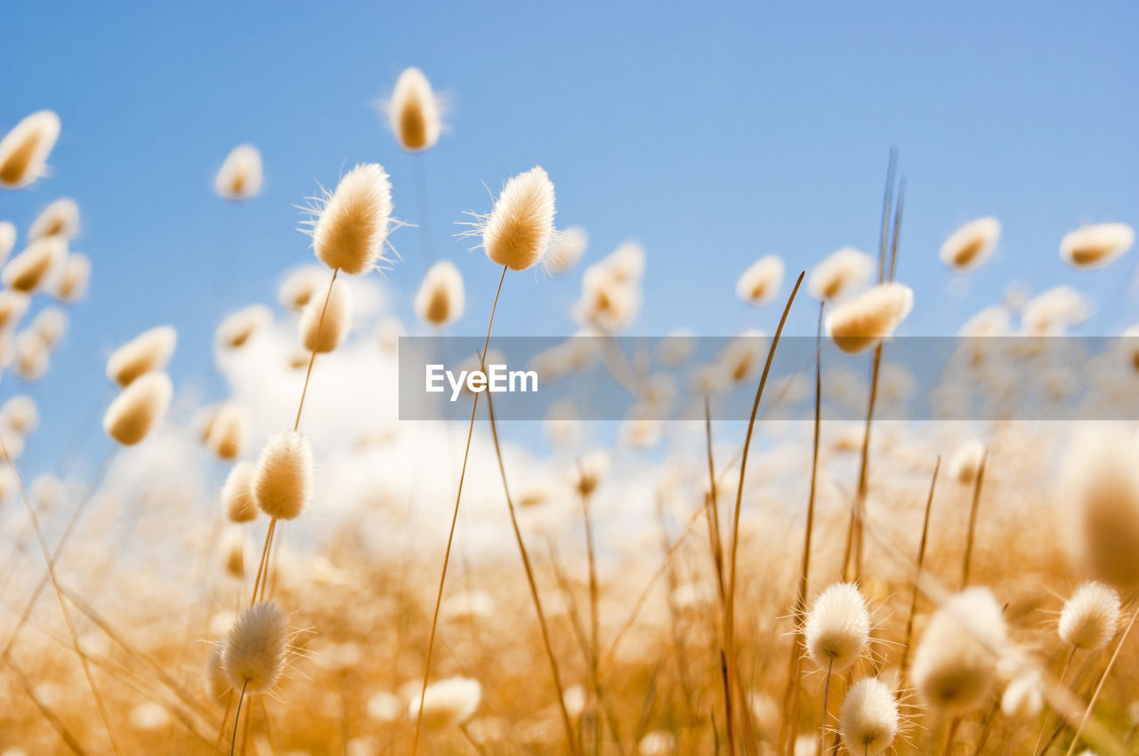 CLOSE-UP OF FLOWERING PLANTS ON FIELD AGAINST SKY