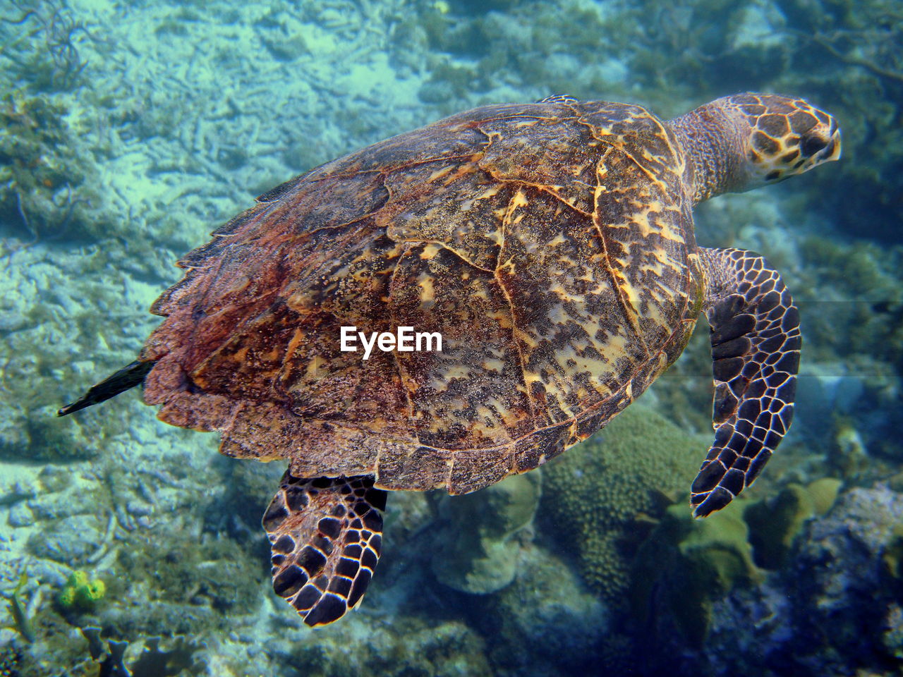 Top view of swimming sea turtle in curacao, dutch antilles
