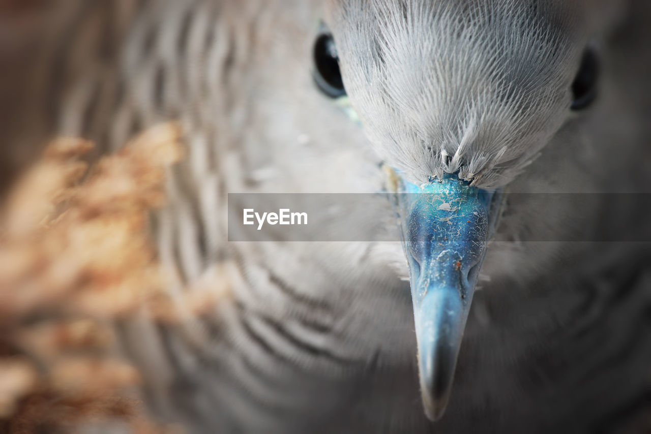 CLOSE-UP OF PEACOCK