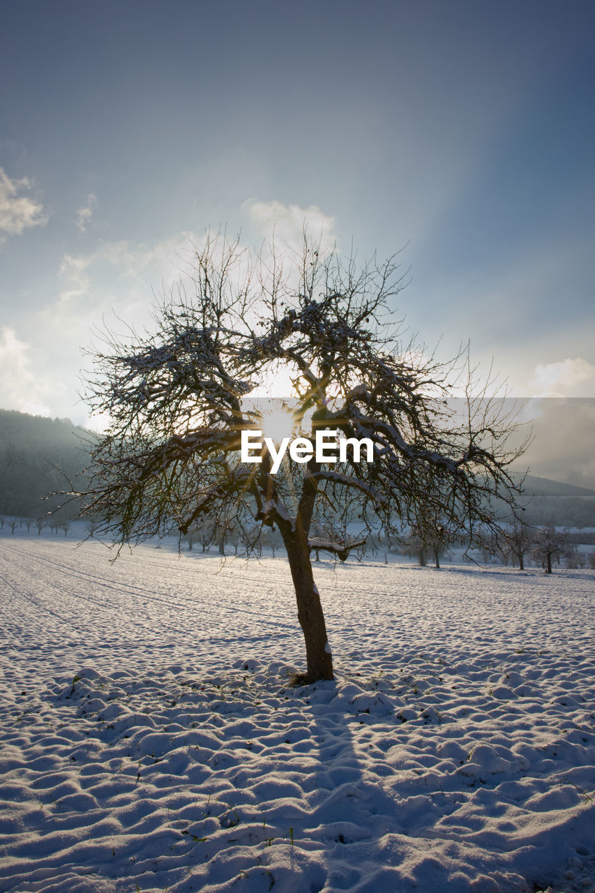 Sun star through tree in winter