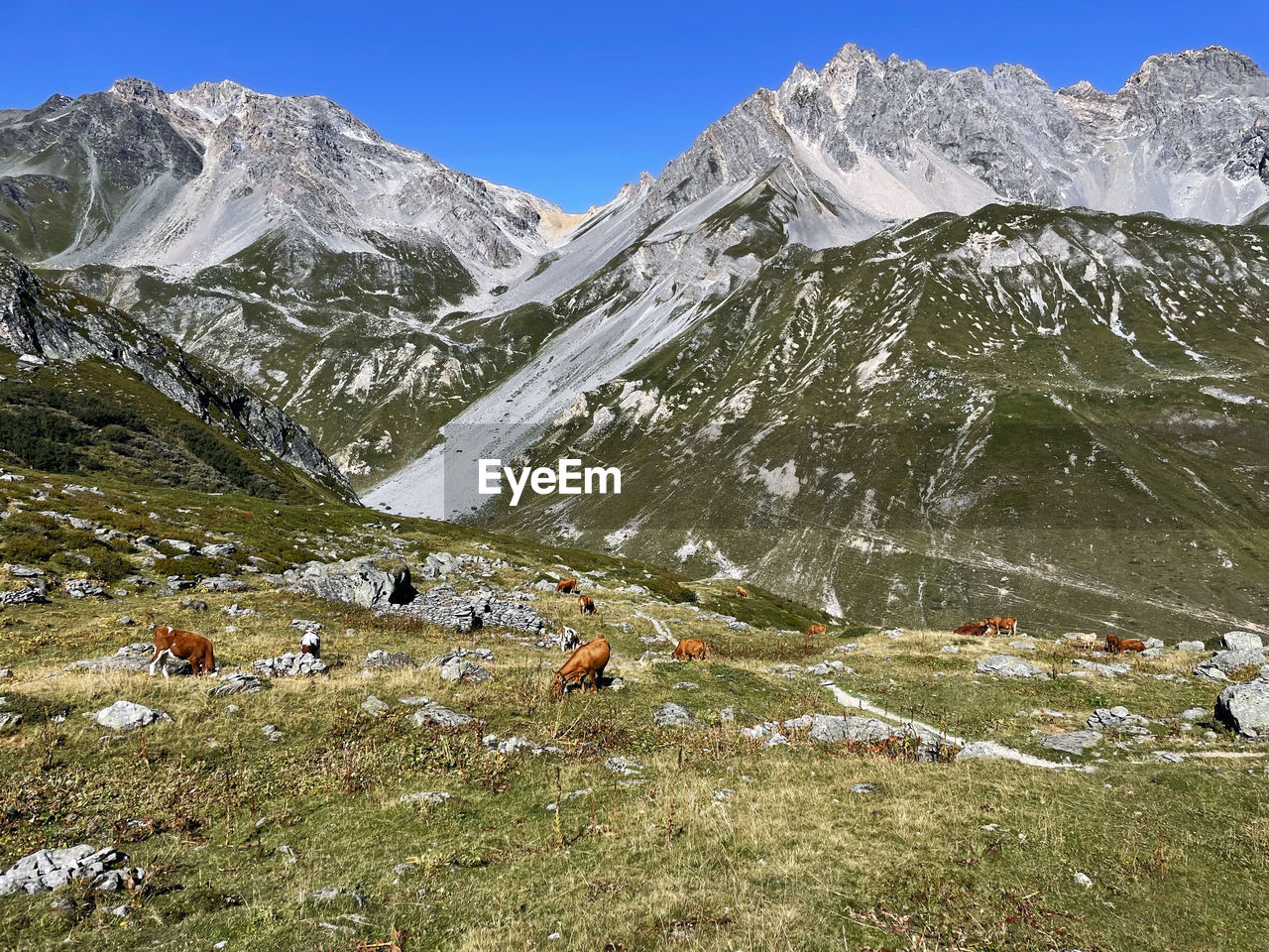 Cow and countryside alpine farms vanoise national park, hautes alps, france