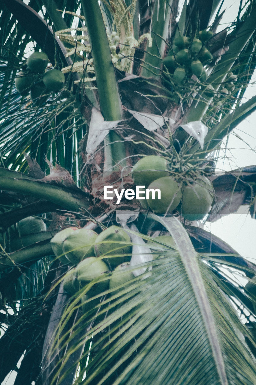 LOW ANGLE VIEW OF COCONUT PALM TREE AGAINST PLANTS