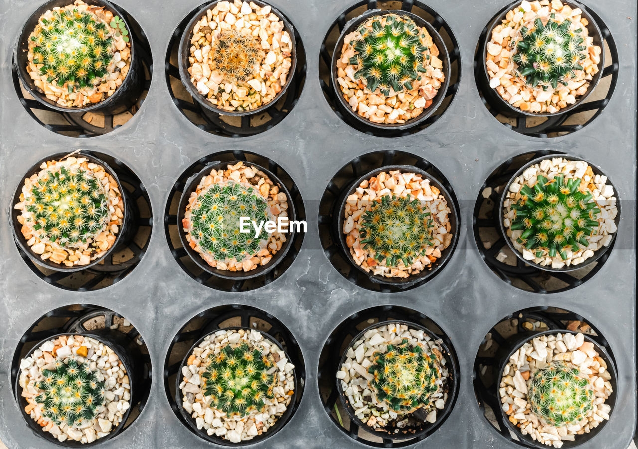 Many cactus are lined up for use as a background. top view of little cactus in a pot.
