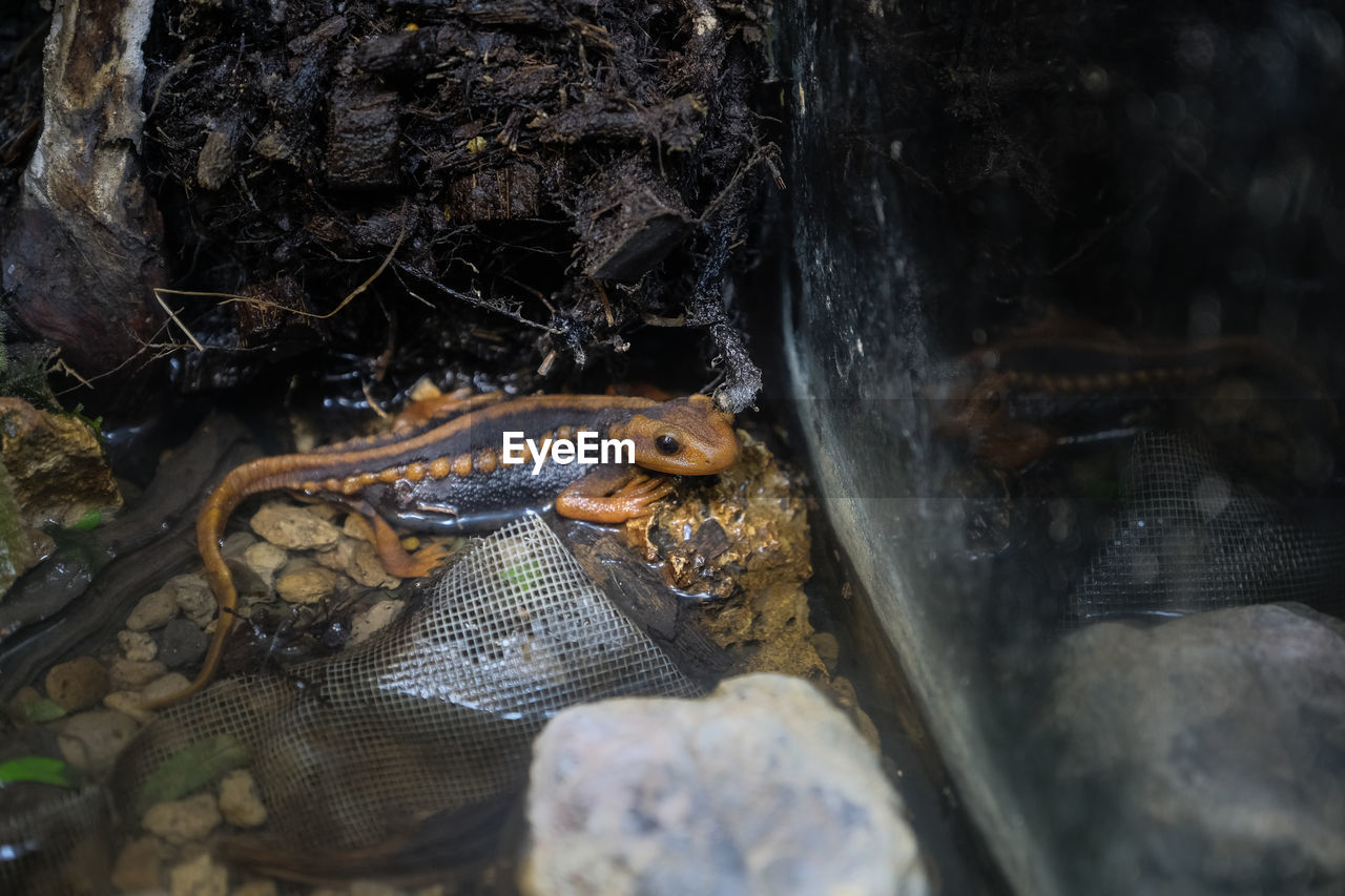 HIGH ANGLE VIEW OF FROG IN WATER