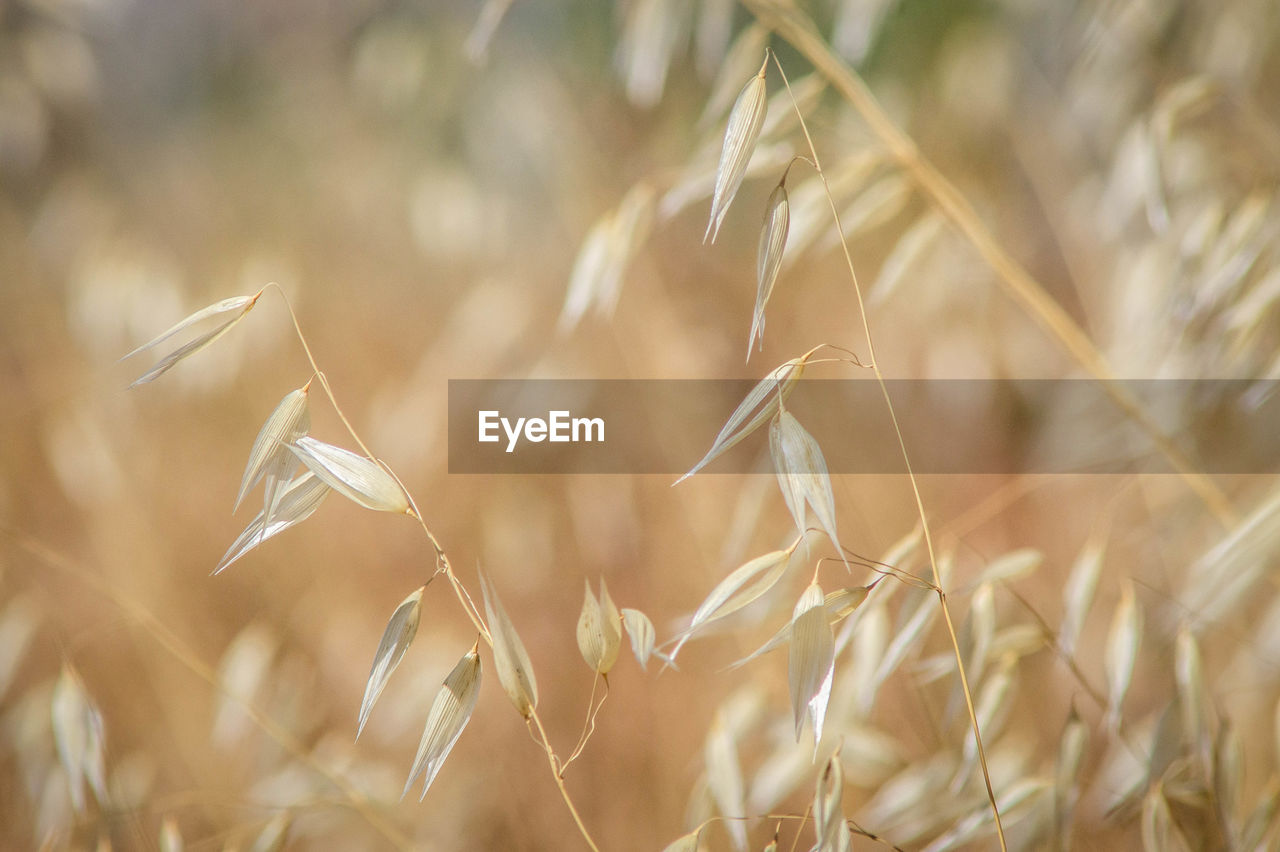 plant, crop, cereal plant, agriculture, food, rural scene, field, nature, landscape, growth, grass, land, backgrounds, close-up, beauty in nature, wheat, gold, summer, farm, environment, no people, food and drink, barley, food grain, outdoors, selective focus, seed, tranquility, macro, sunlight, focus on foreground, harvesting, dry, scenics - nature, extreme close-up, rye, day, corn, plant stem, autumn, ripe, brown