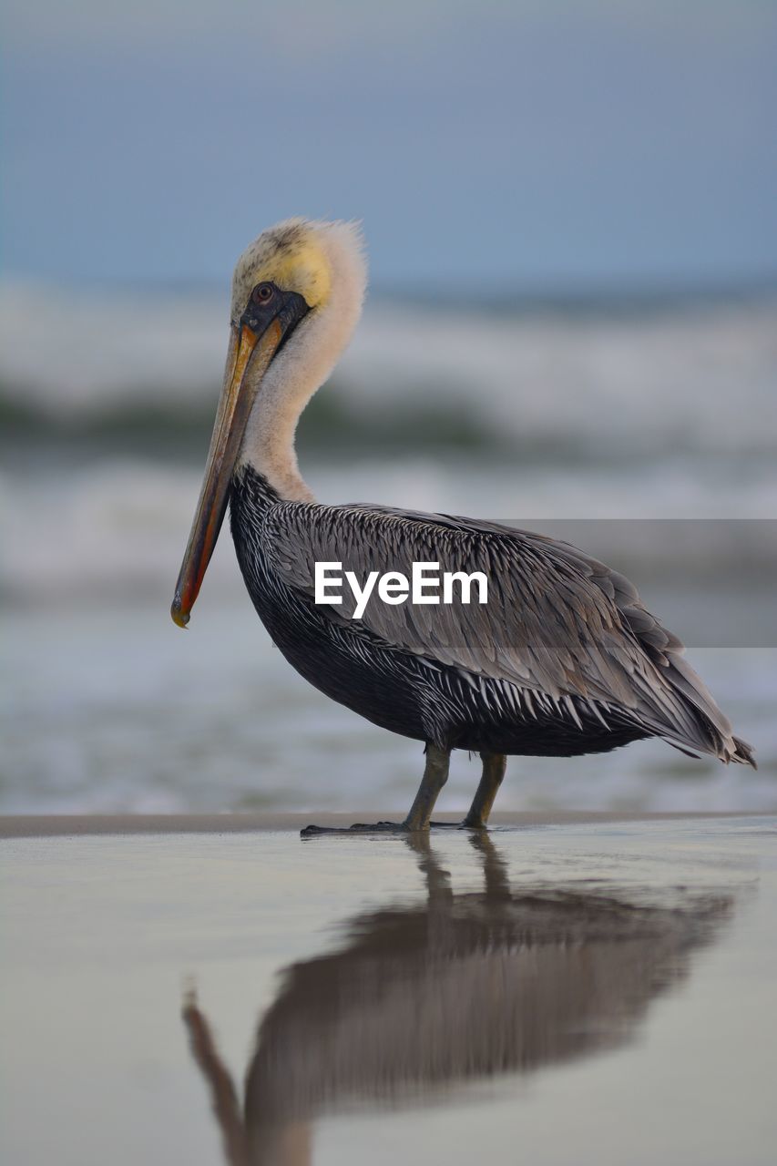 CLOSE-UP OF GRAY HERON IN SEA