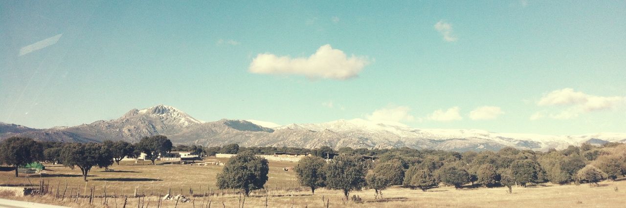 Trees in landscape field with mountain range in background