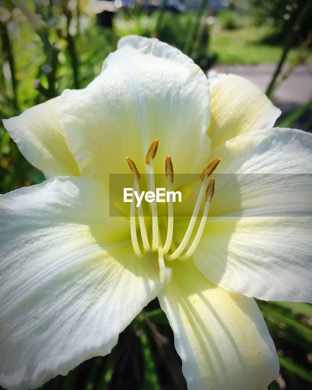 CLOSE-UP OF WHITE DAY LILY FLOWER