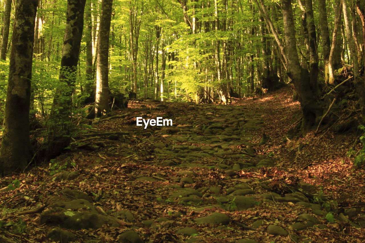 TREES GROWING IN FOREST