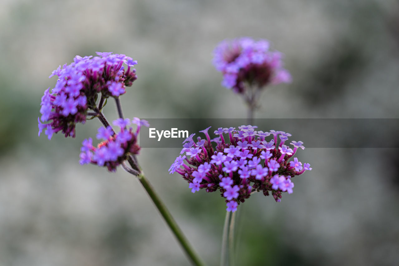 flower, flowering plant, plant, freshness, beauty in nature, purple, nature, close-up, fragility, macro photography, focus on foreground, flower head, inflorescence, no people, growth, botany, blossom, petal, food, lilac, outdoors, food and drink, pink, medicine, lavender, selective focus, wildflower, day